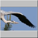 Ardea cinerea Graureiher 08.jpg